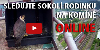 Sokol rodinka na komn TERMO Dn ONLINE